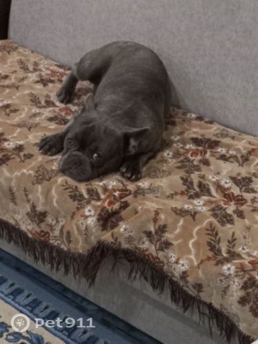 Пропала собака в Балакове — фото объявления