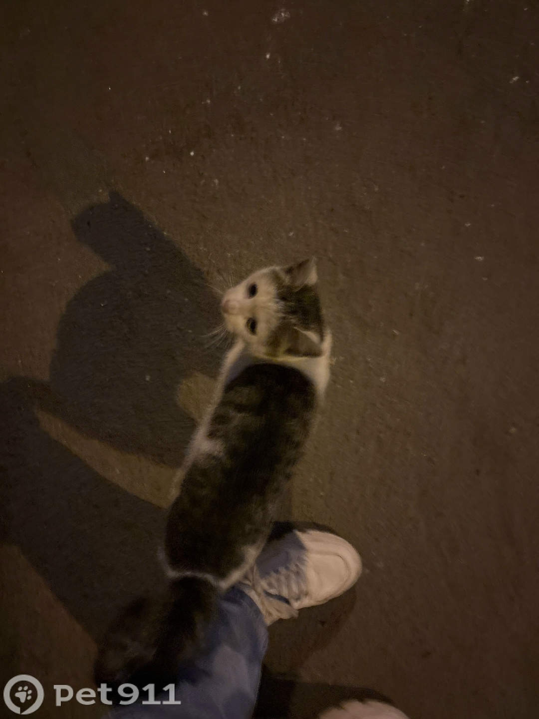 Найдена кошка в Балакове — фото объявления