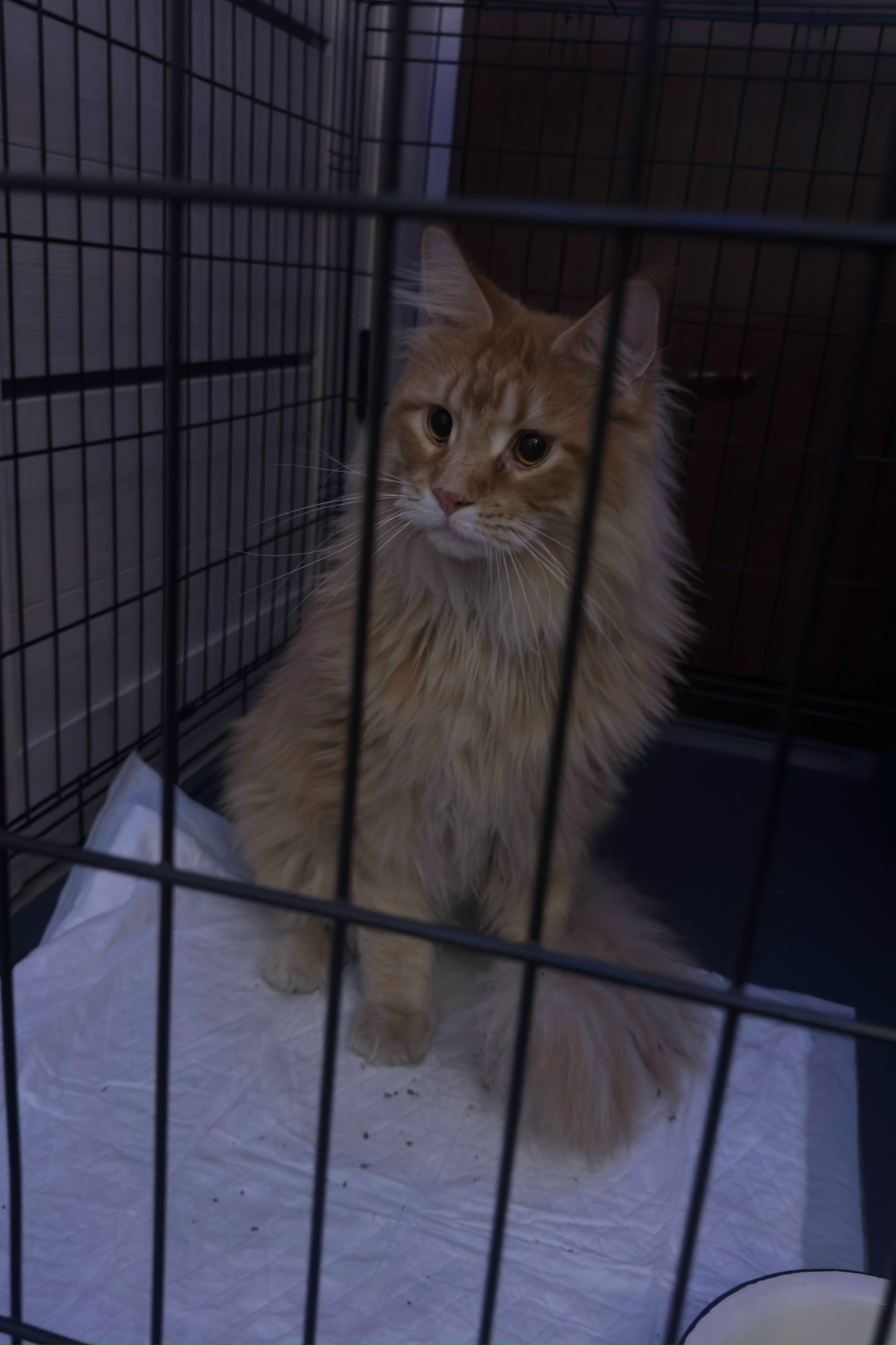 Найдена кошка в Балакове — фото объявления