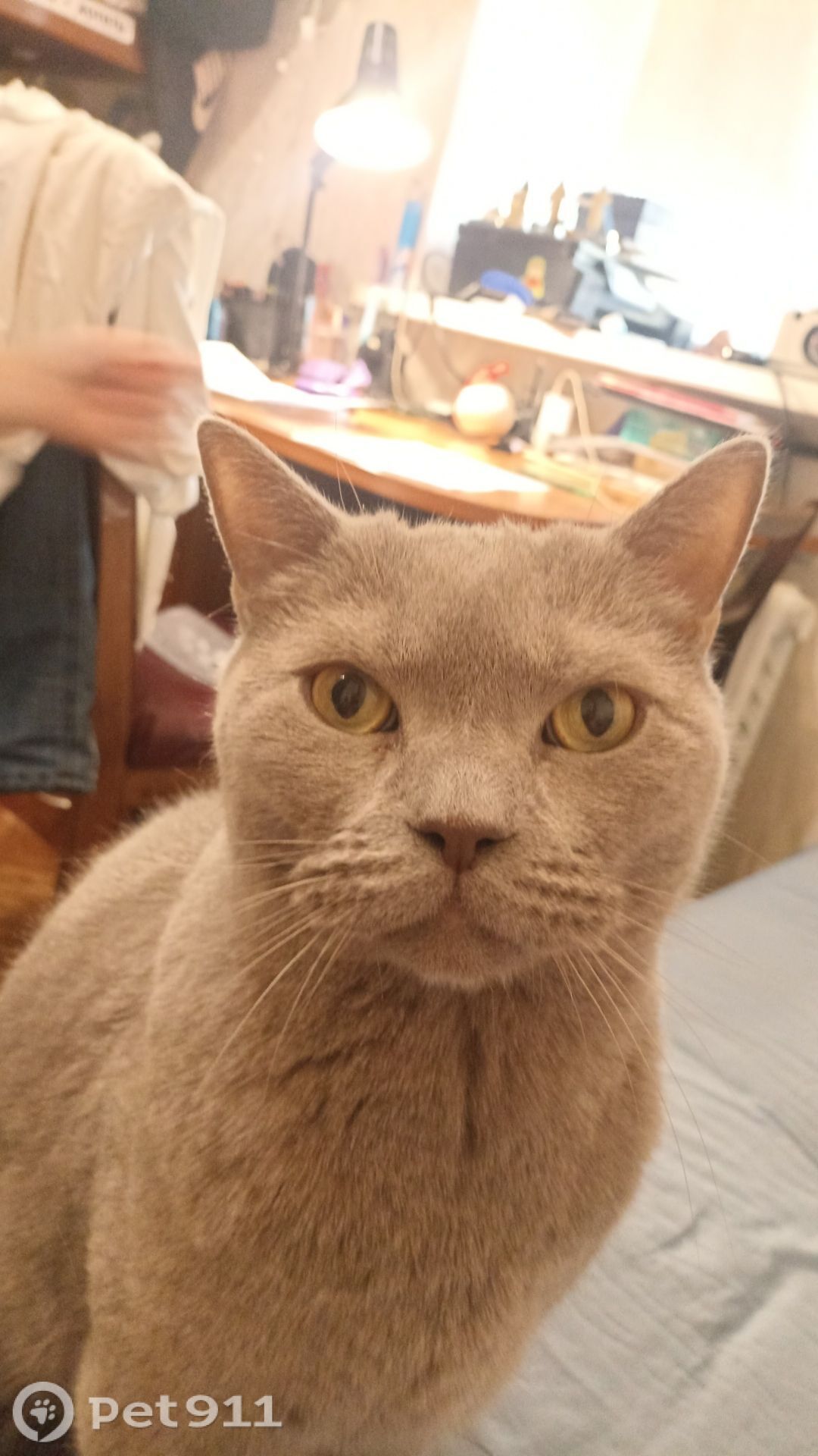 Пропала кошка в Балакове — фото объявления