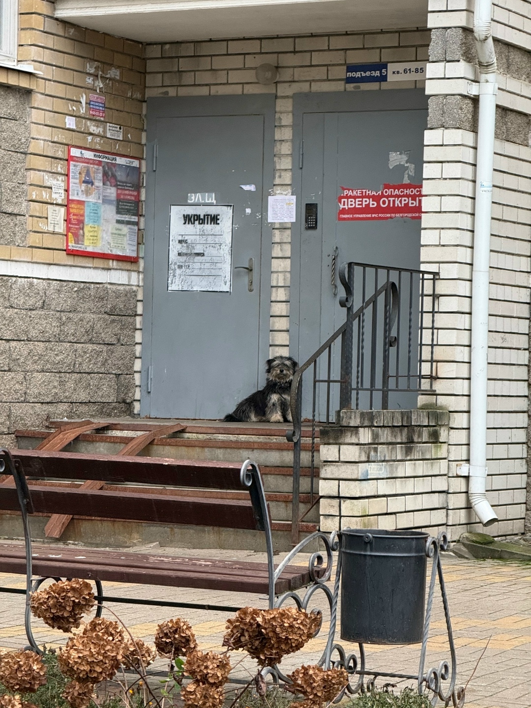 Пропала собака в Белгороде — фото объявления