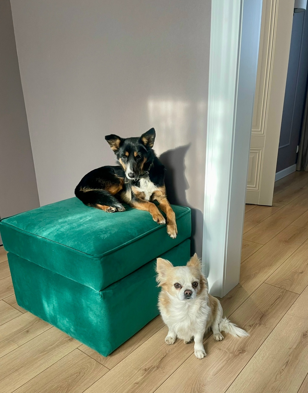 Пропала собака в Белгороде — фото объявления