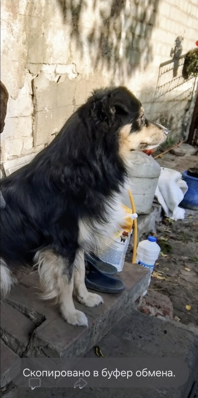 Пропала собака в Белгороде — фото объявления