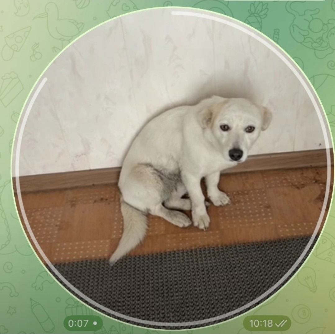 Пропала собака в Белгороде — фото объявления