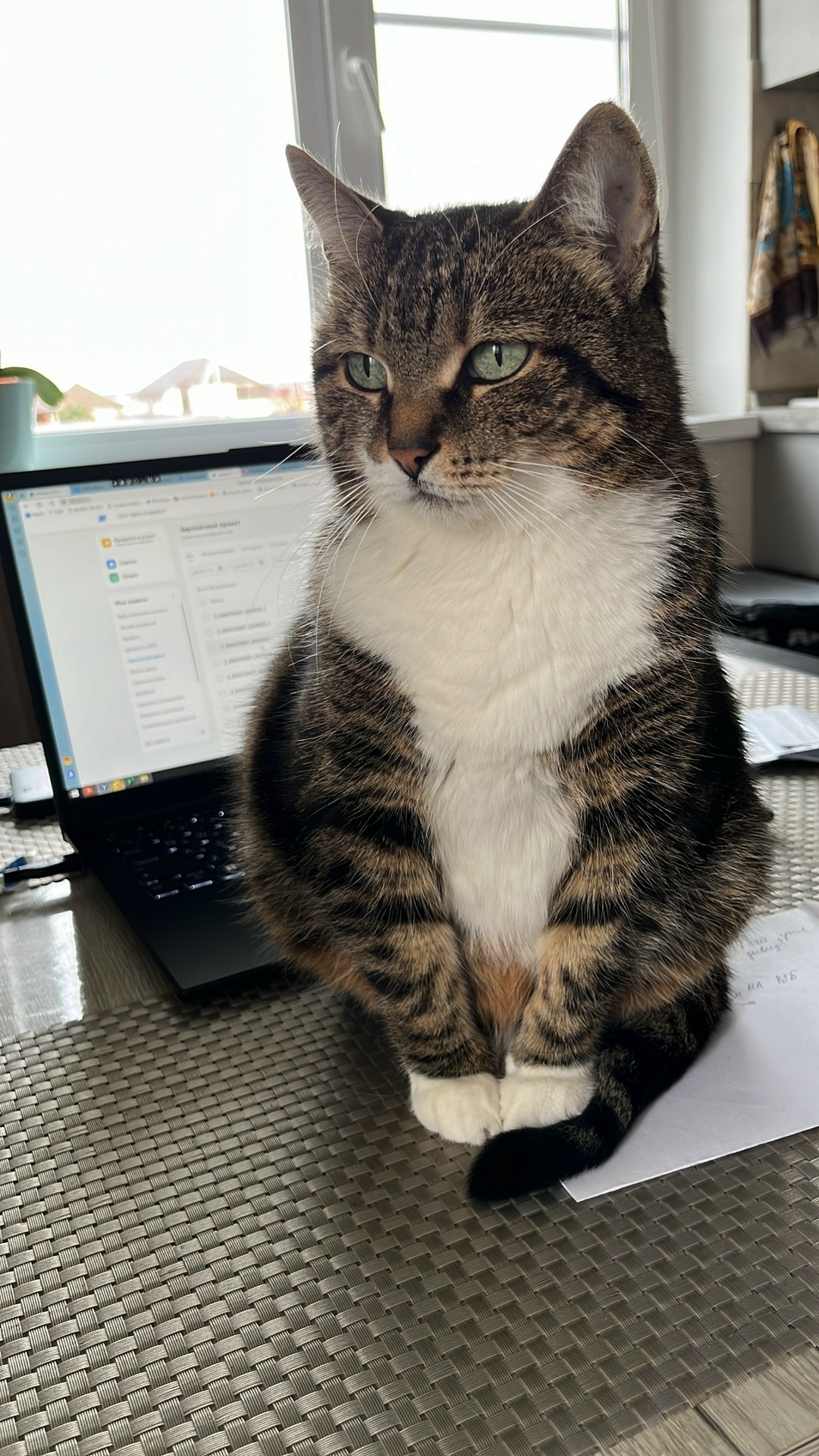 Пропала кошка в Белгороде — фото объявления