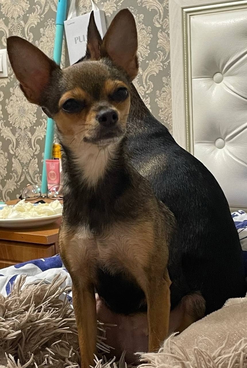 Пропала собака в Белгороде — фото объявления