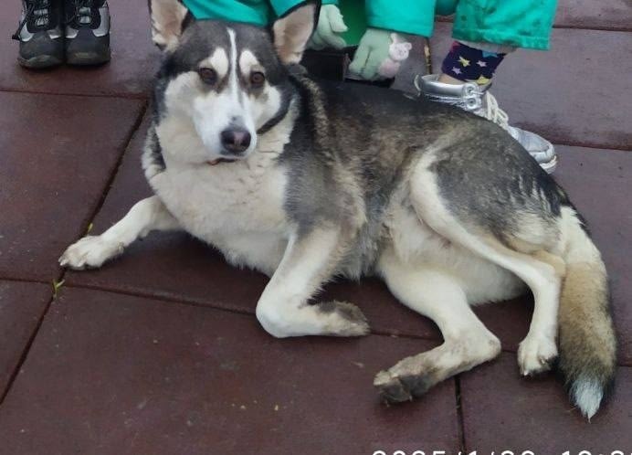 Пропала собака в Белгороде — фото объявления