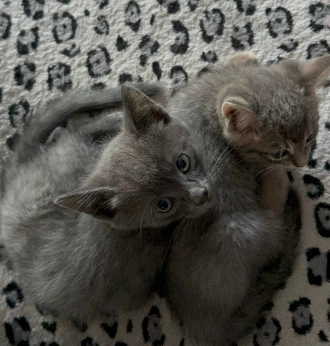 Найдена кошка в Белгороде — фото объявления