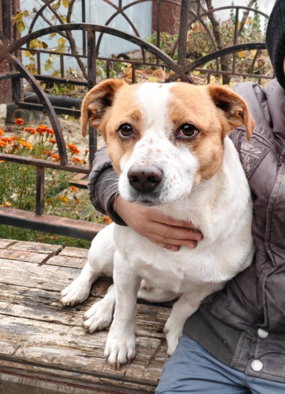 Пропала собака в Белгороде — фото объявления