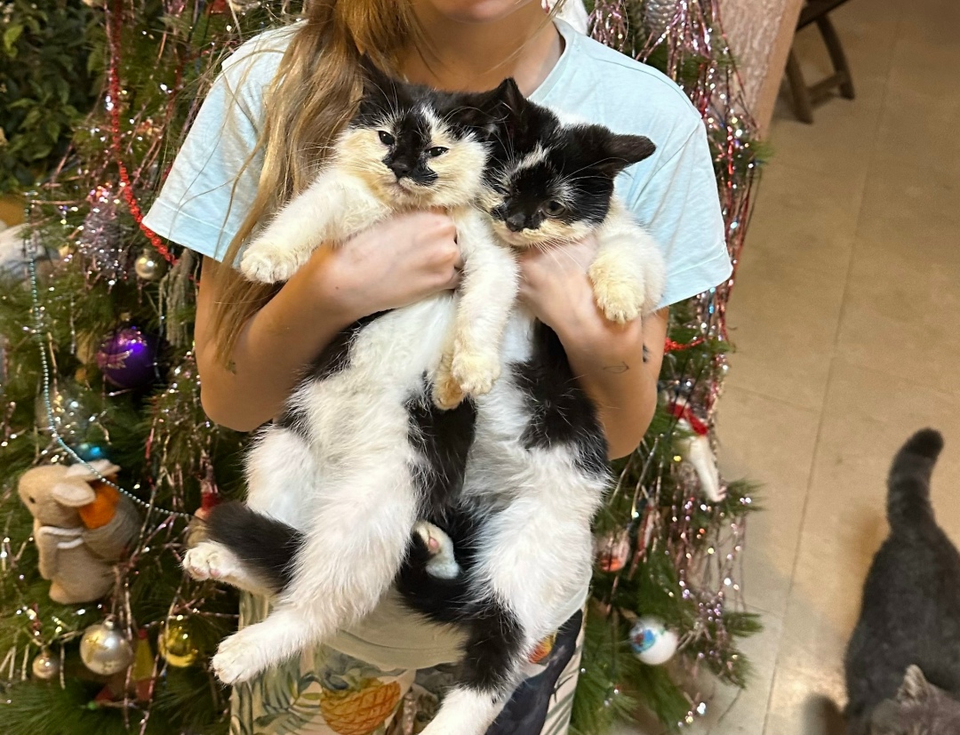 Найдена кошка в Белгороде — фото объявления