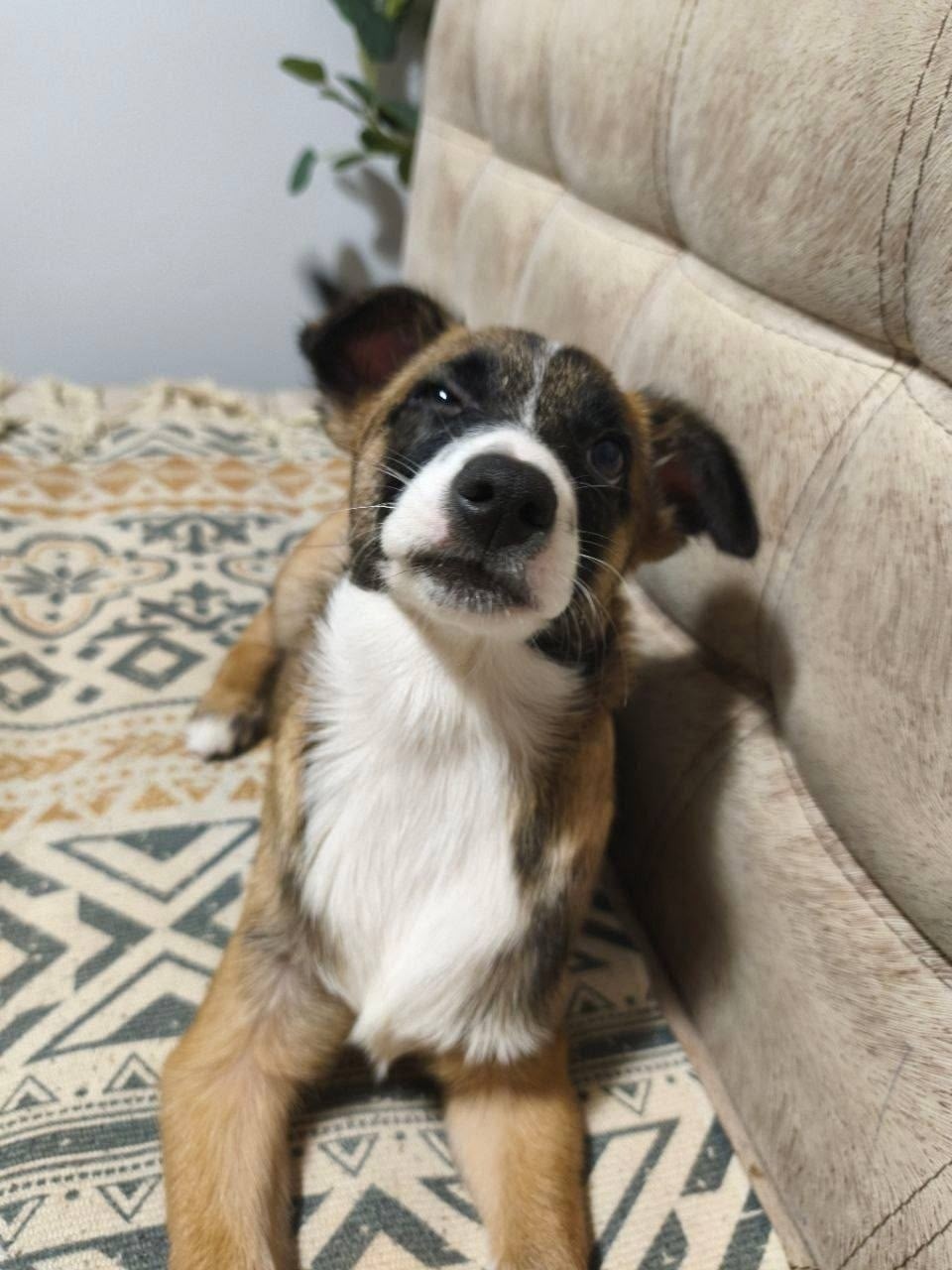 Пропала собака в Белгороде — фото объявления