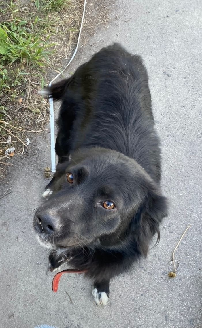 Пропала собака в Белгороде — фото объявления