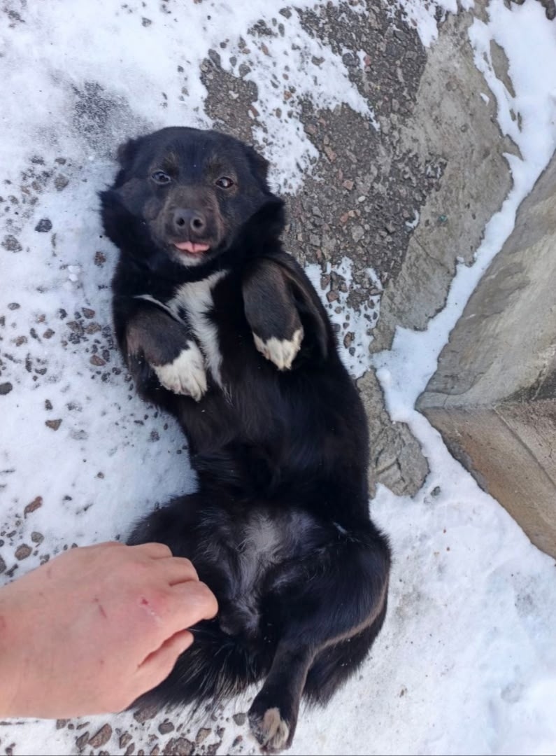 Найдена собака в Белгороде — фото объявления