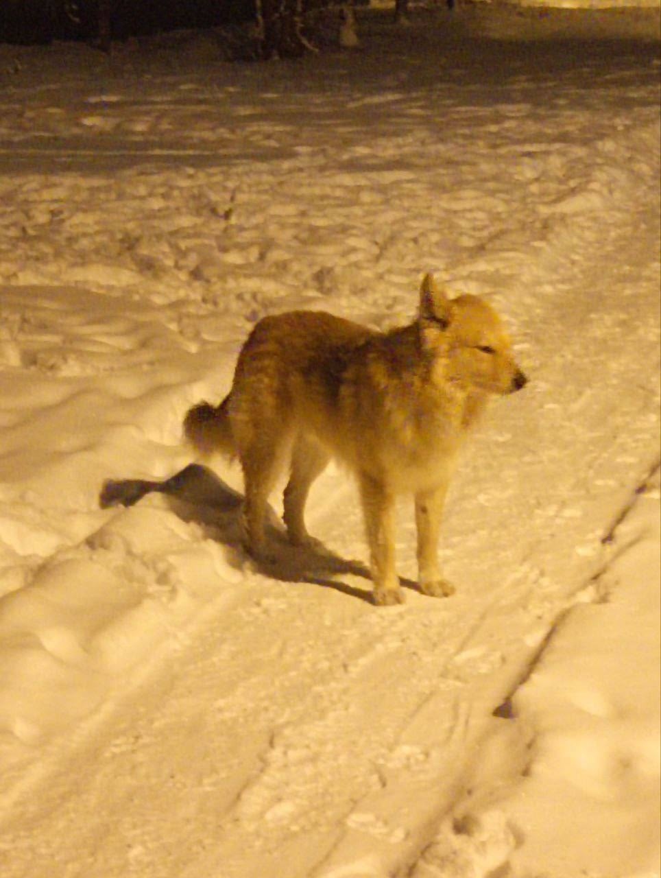 Пропала собака в Белгороде — фото объявления