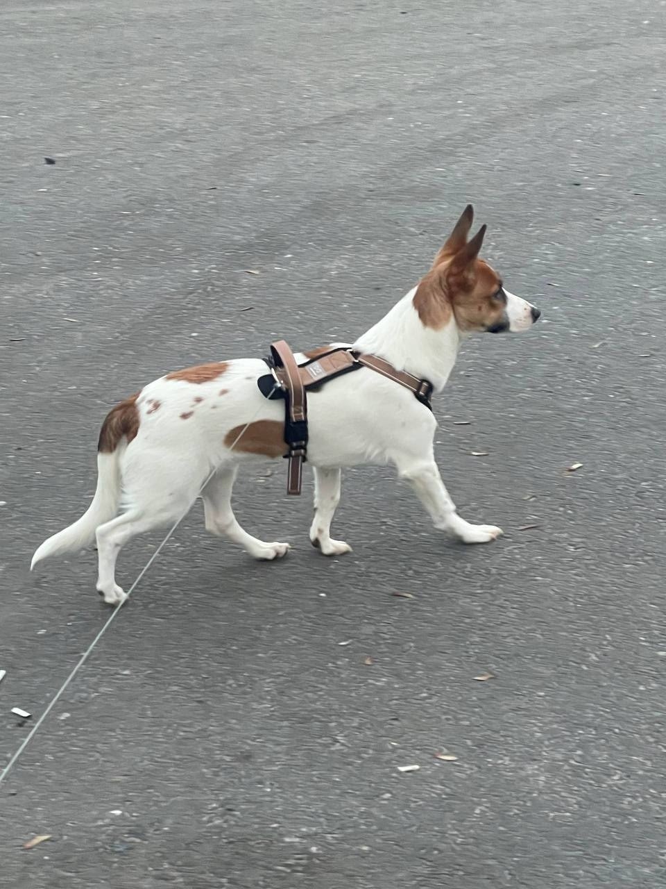 Пропала собака в Белгороде — фото объявления