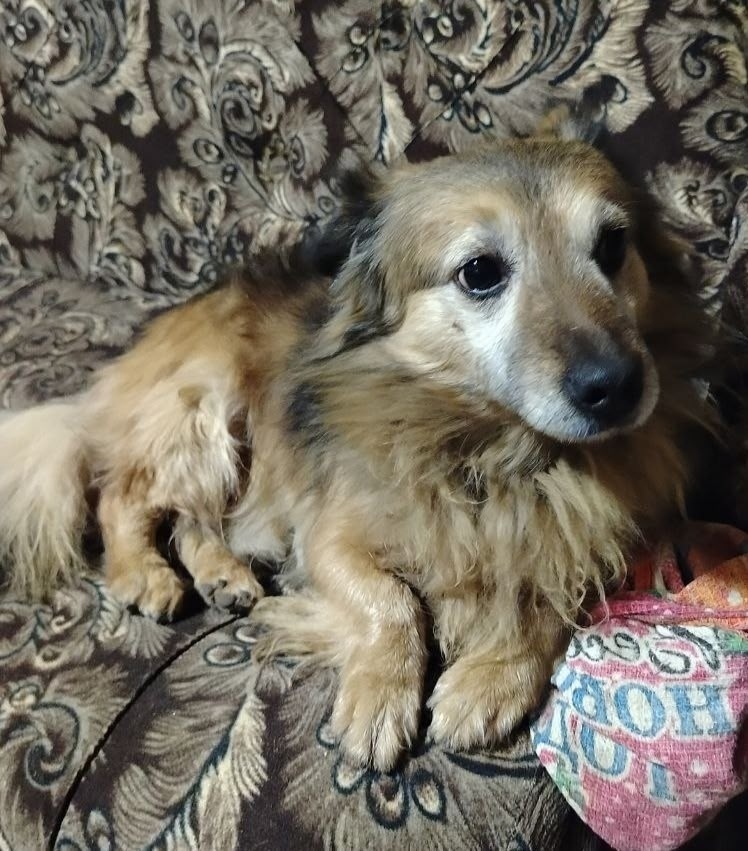 Пропала собака в Белгороде — фото объявления