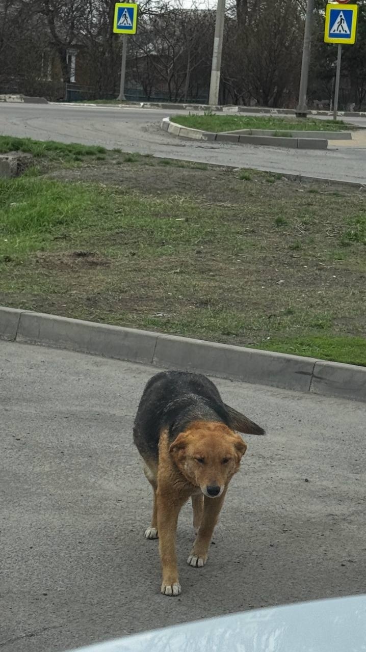 Пропала собака в Белгороде — фото объявления