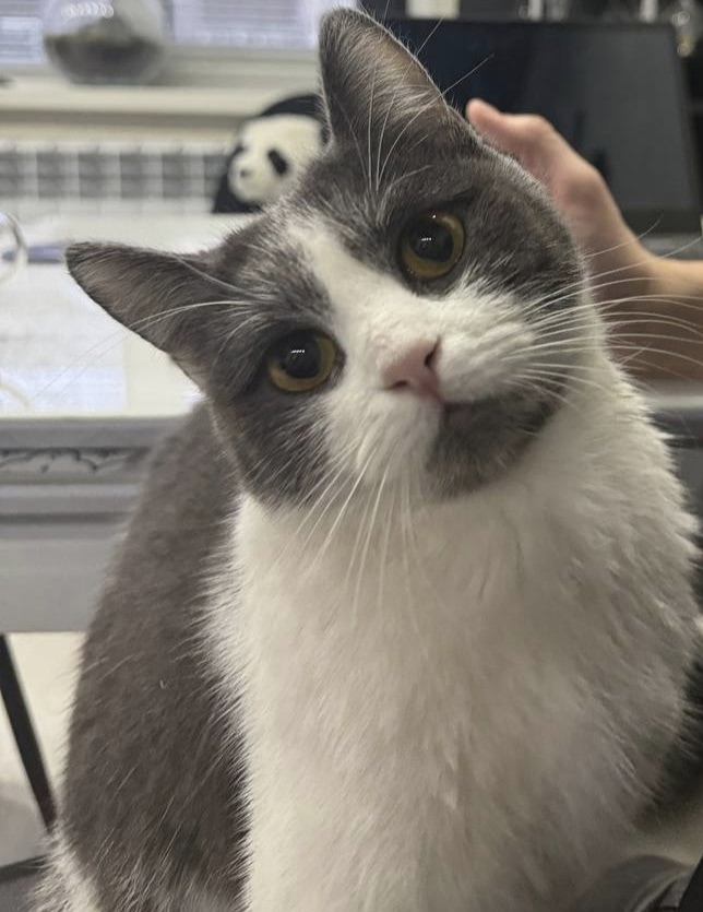 Пропала кошка в Белгороде — фото объявления