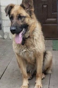 Пропала собака в Белгороде — фото объявления