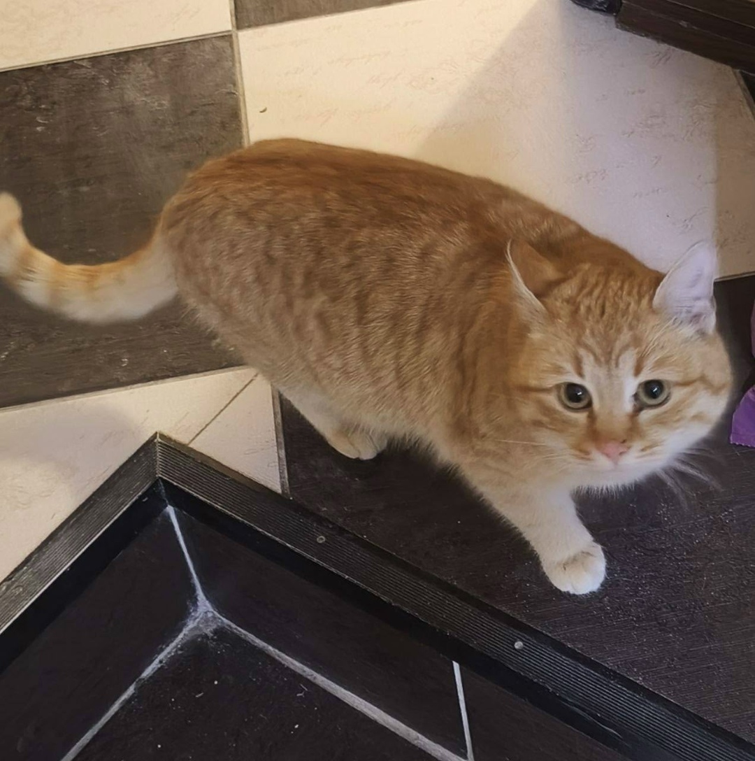 Найдена кошка в Белгороде — фото объявления