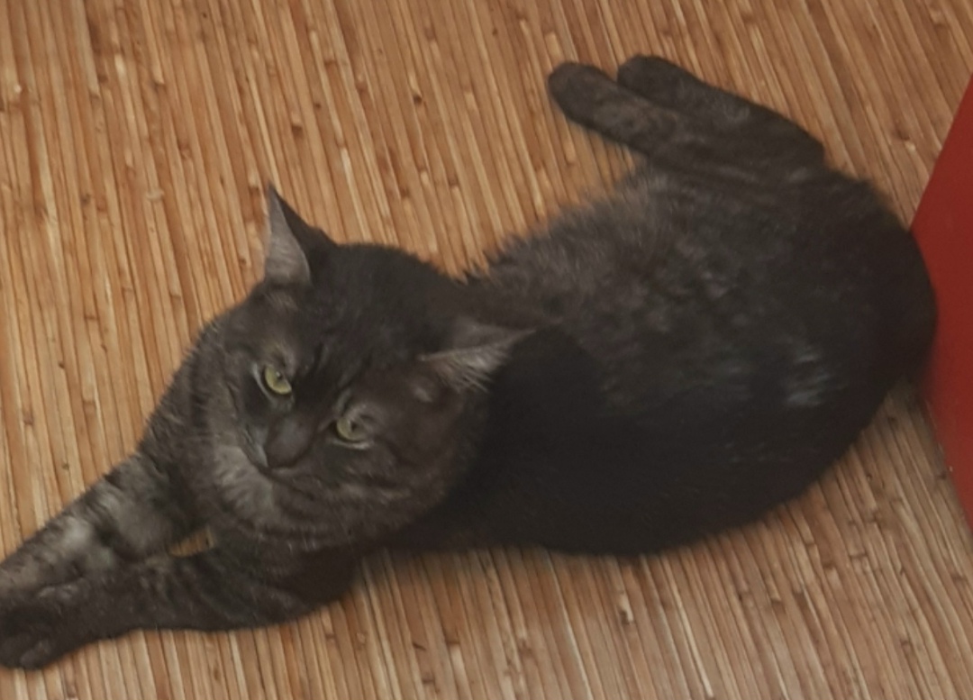 Пропала кошка в Белгороде — фото объявления