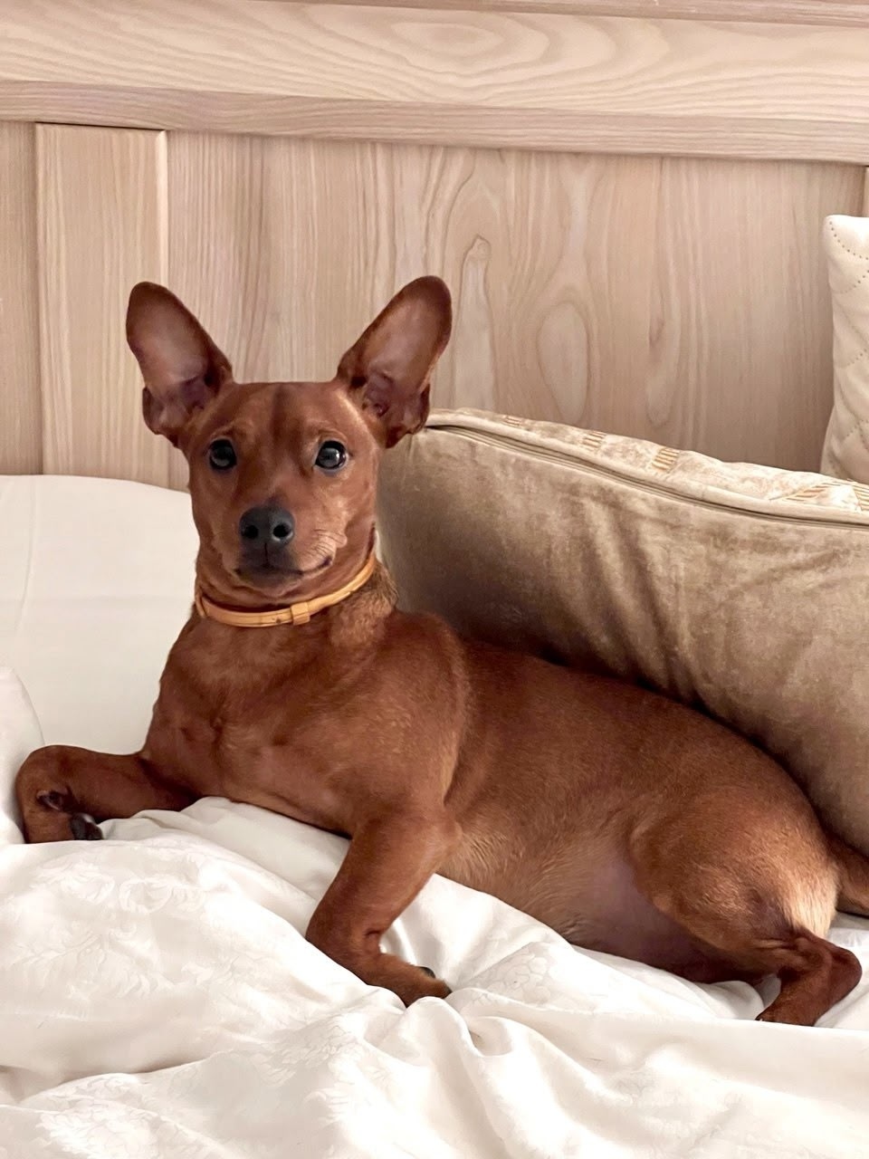 Пропала собака в Белгороде — фото объявления