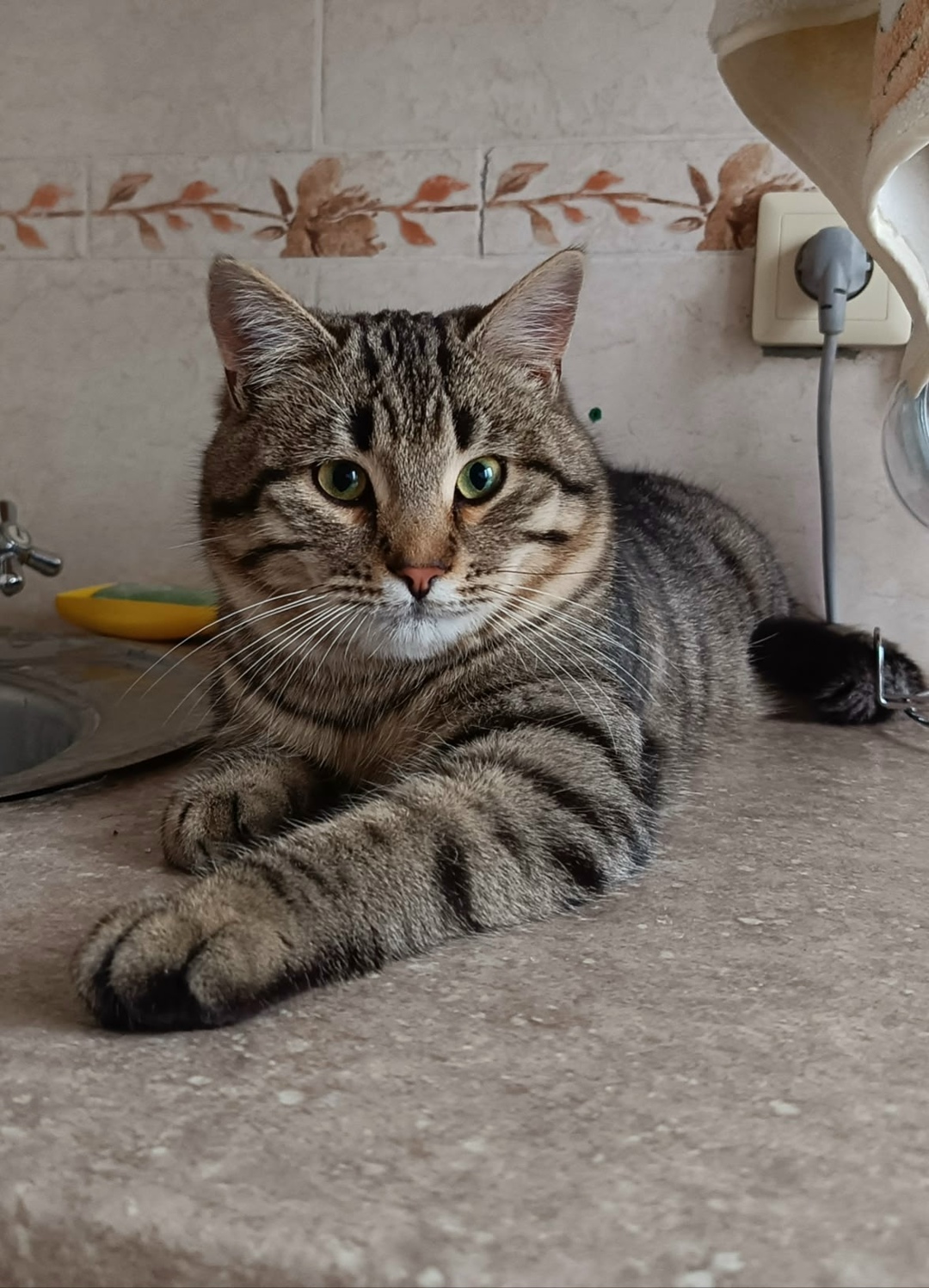 Найдена собака в Белгороде — фото объявления