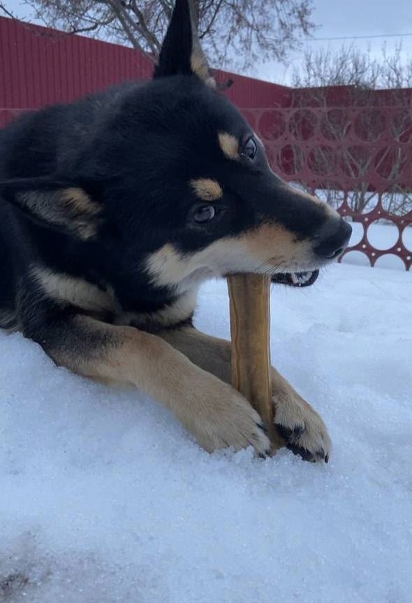 Найдена собака в Белгороде — фото объявления