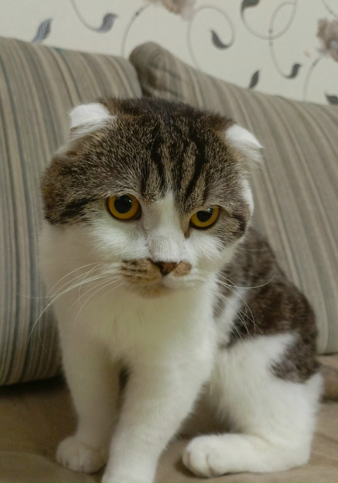 Пропала кошка в Белгороде — фото объявления