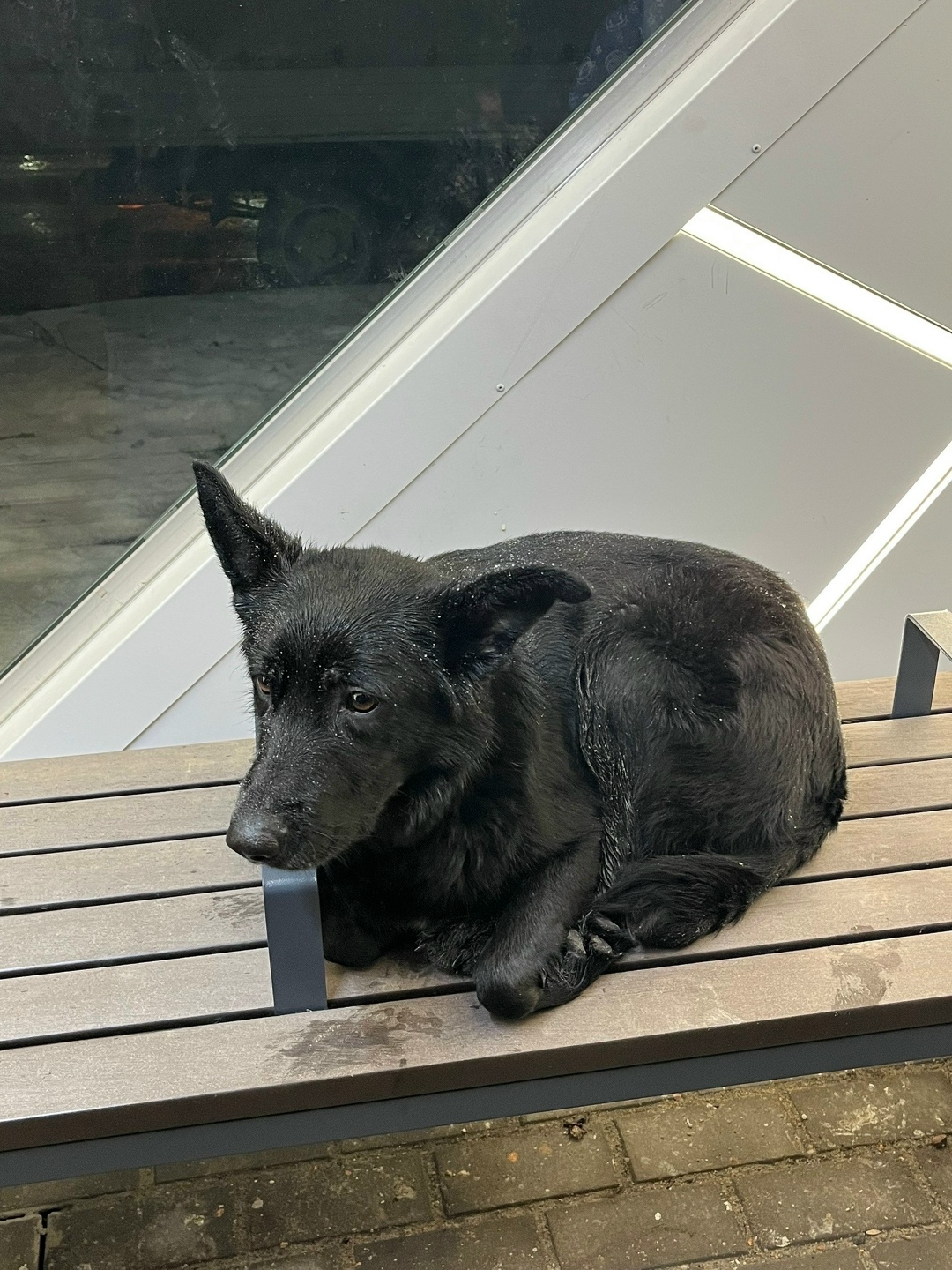 Найдена собака в Белгороде — фото объявления