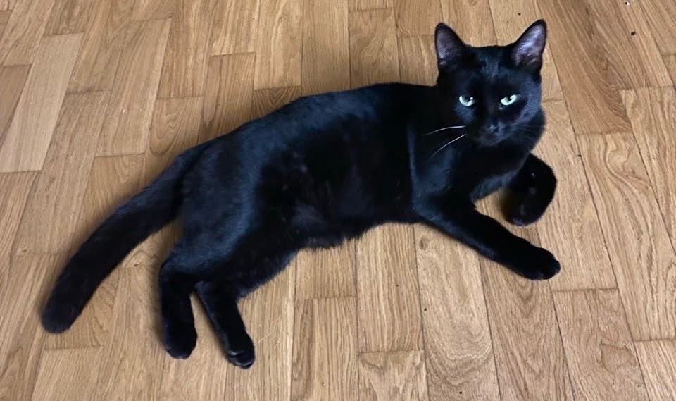 Пропала кошка в Белгороде — фото объявления