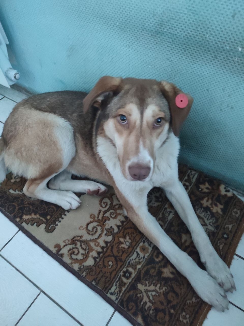 Пропала собака в Белгороде — фото объявления