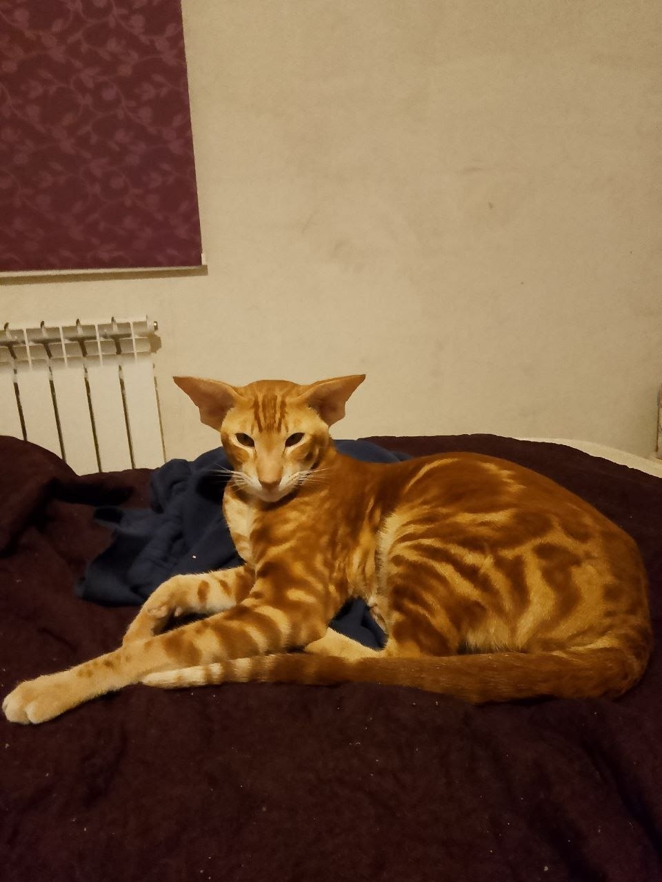 Пропала кошка в Белгороде — фото объявления