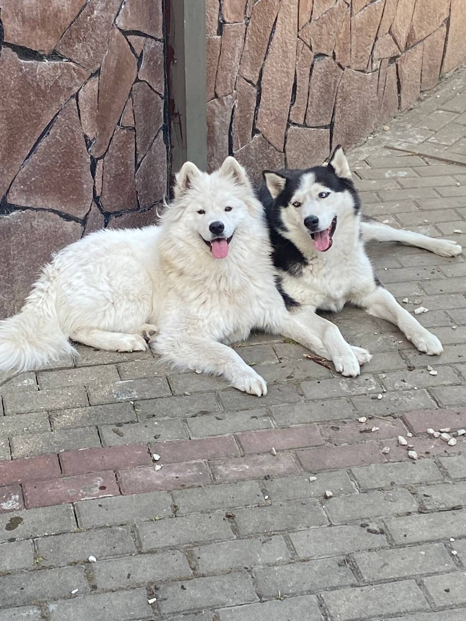 Пропала собака в Белгороде — фото объявления
