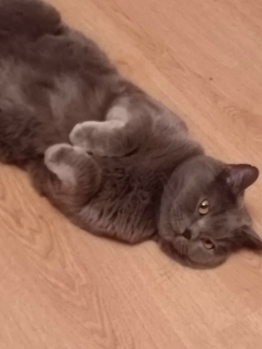 Пропала кошка в Белгороде — фото объявления