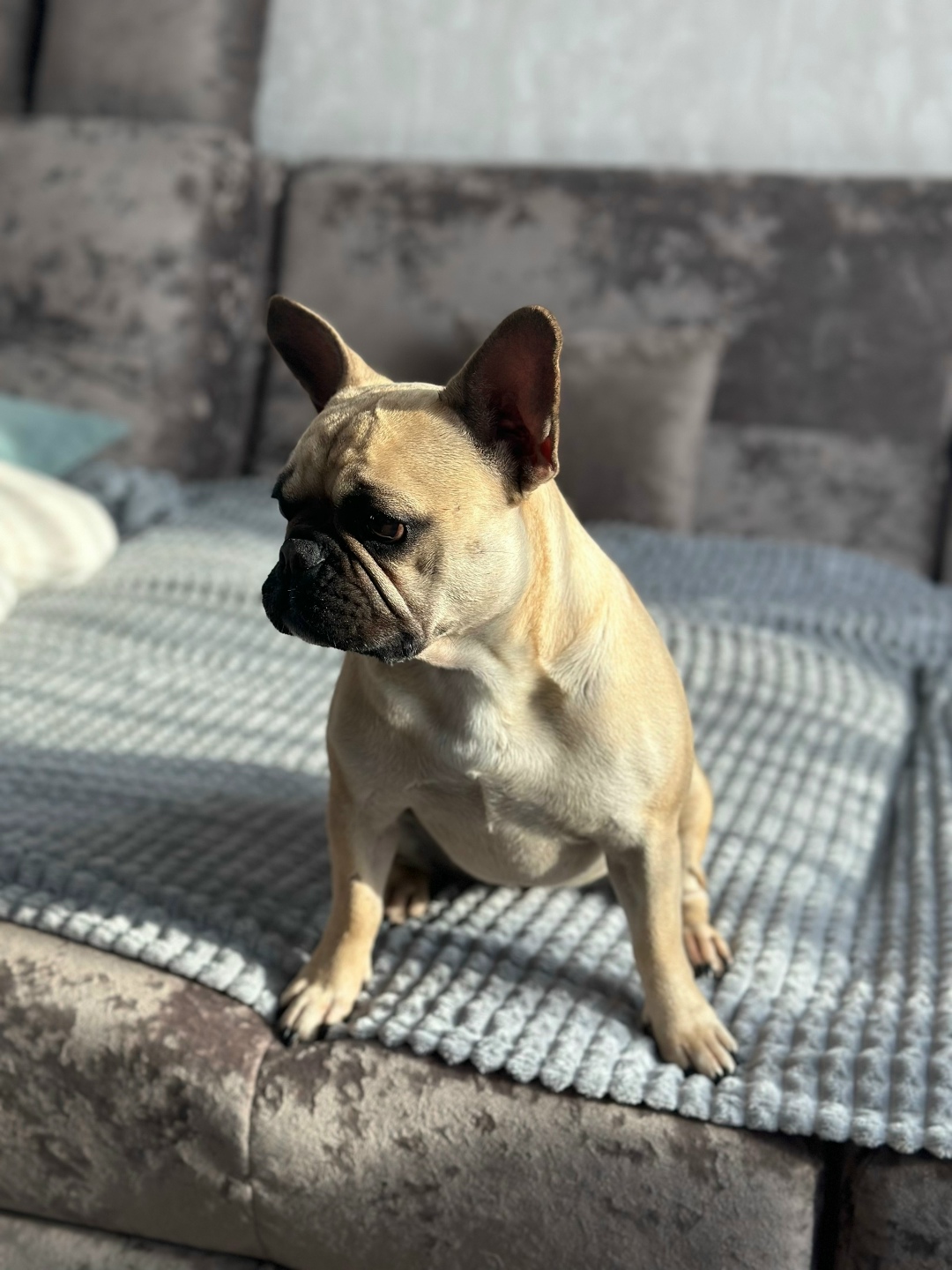 Пропала собака в Белгороде — фото объявления