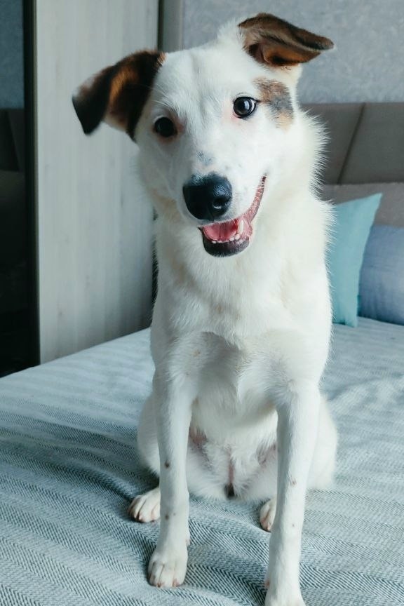 Найдена собака в Белгороде — фото объявления