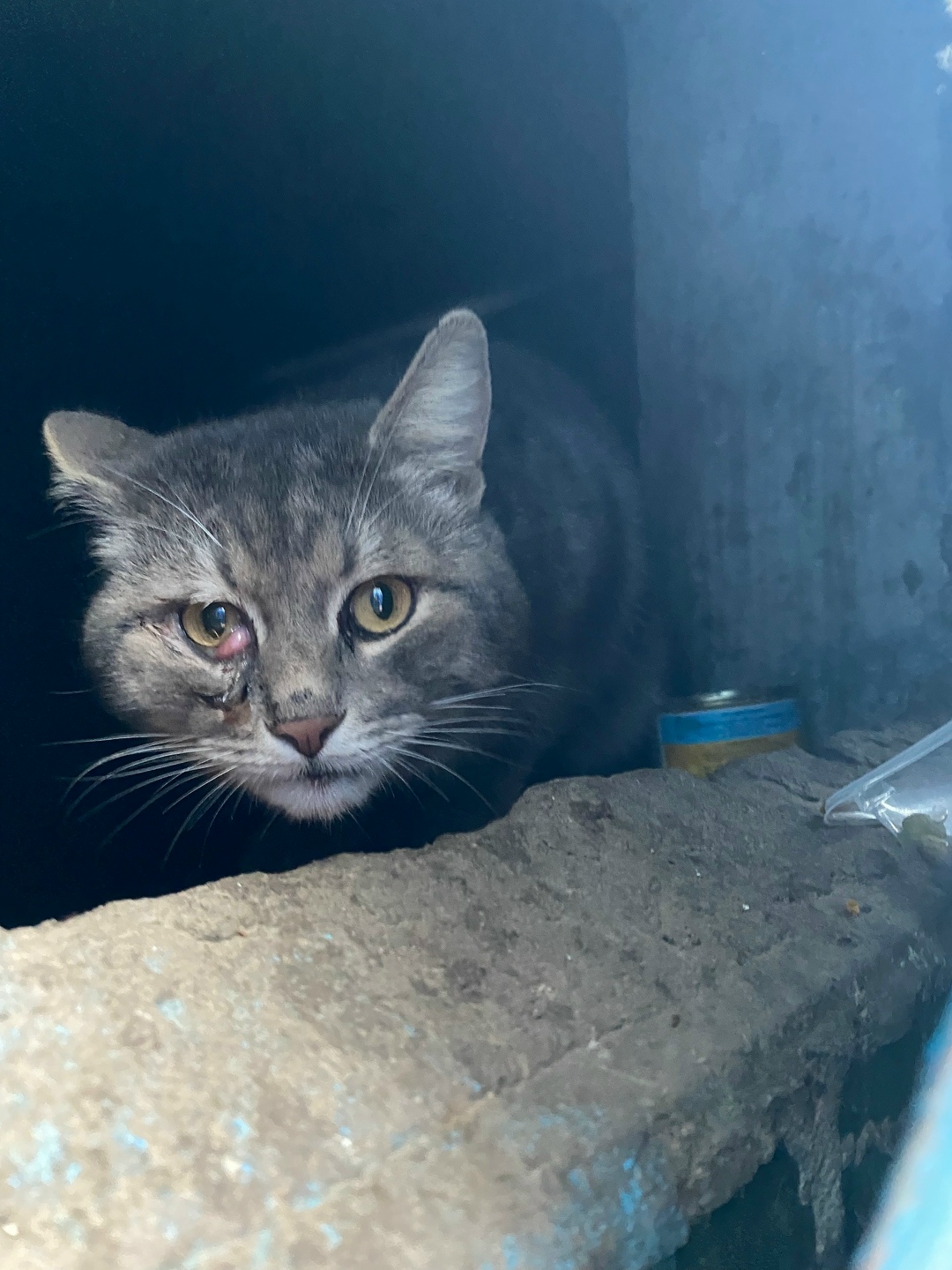 Пропала кошка в Белгороде — фото объявления