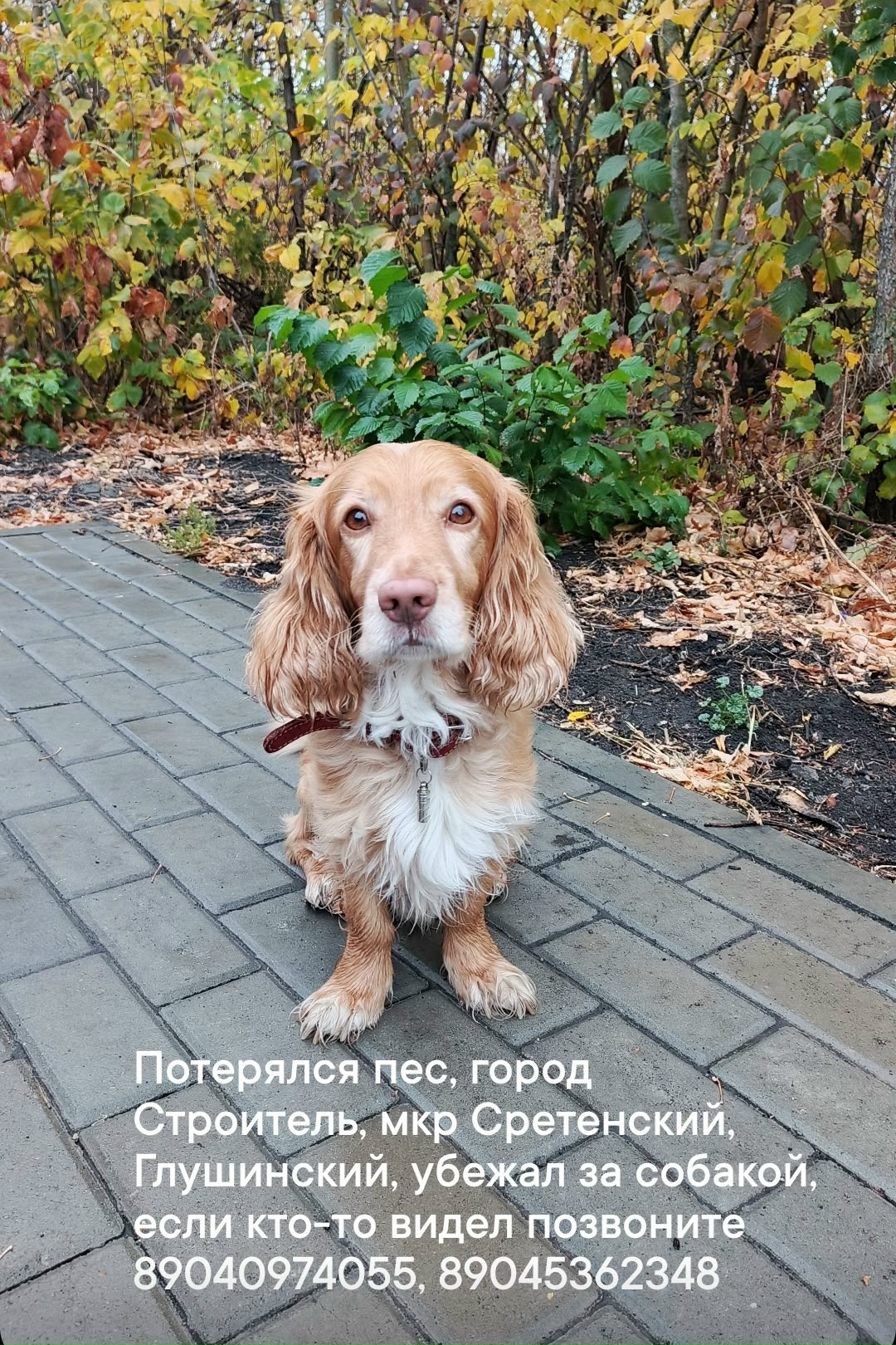 Пропала собака в Белгороде — фото объявления