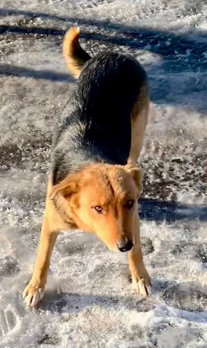Пропала собака в Белгороде — фото объявления