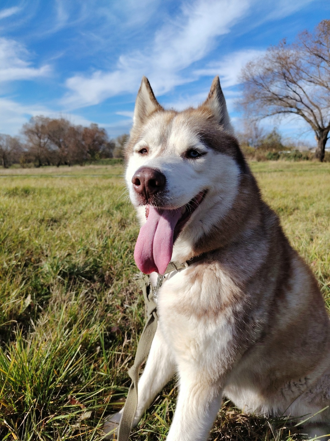 Пропала собака в Белгороде — фото объявления