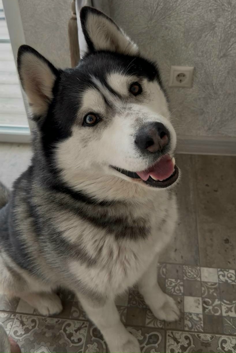 Пропала собака в Белгороде — фото объявления