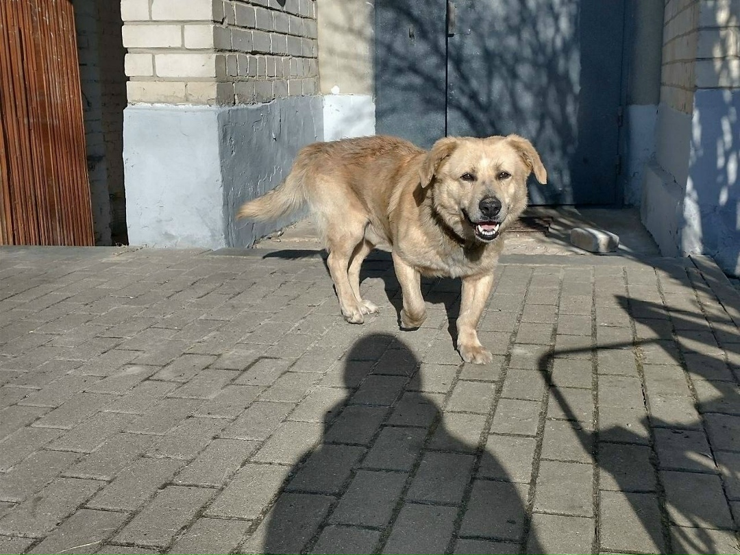 Пропала собака в Белгороде — фото объявления