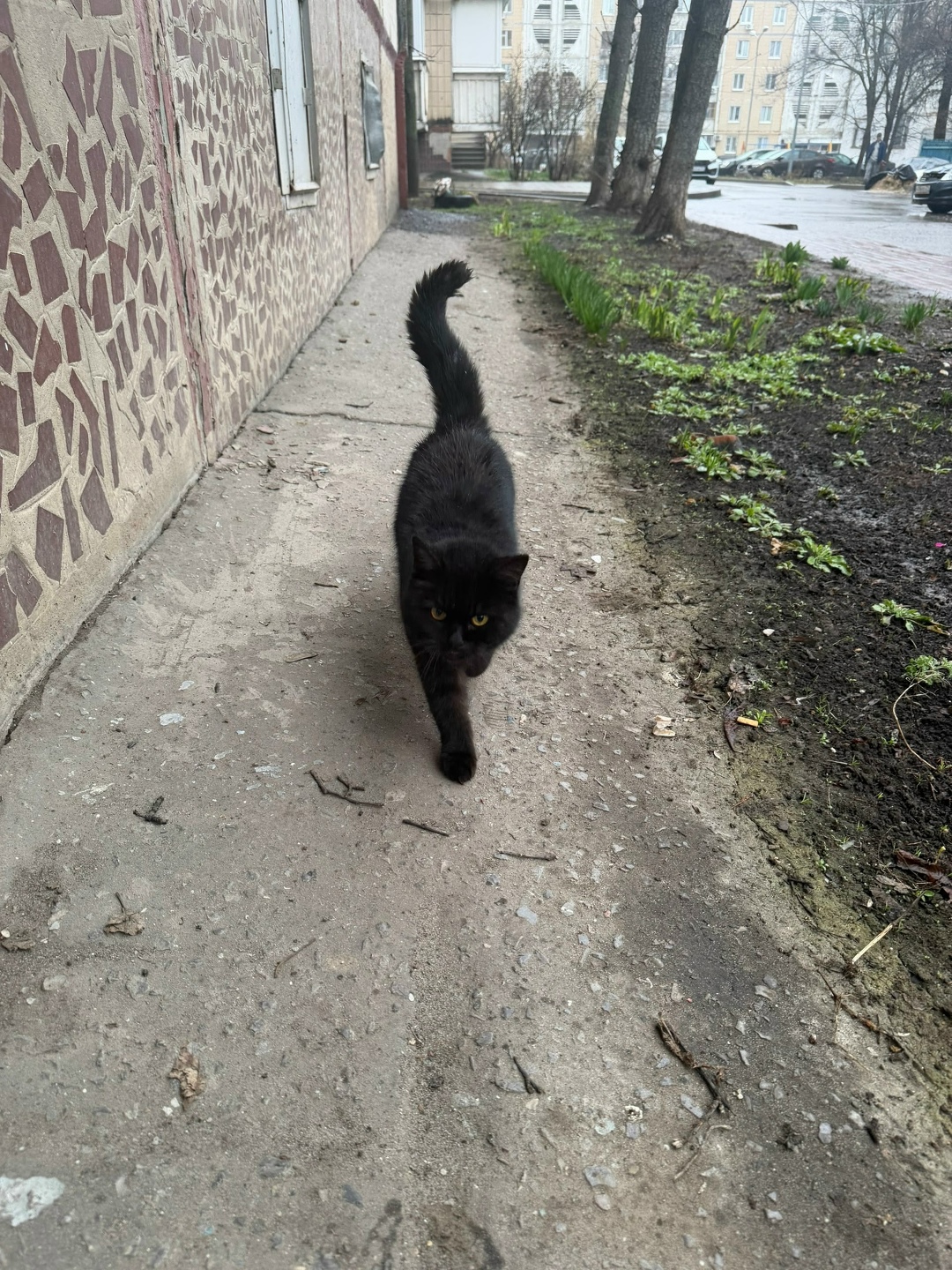 Пропала кошка в Белгороде — фото объявления