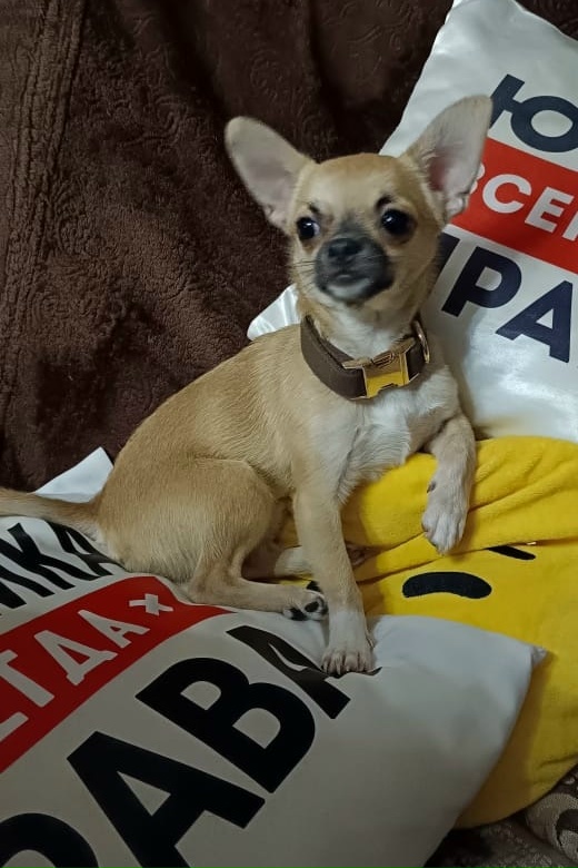 Пропала собака в Белгороде — фото объявления