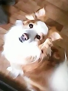 Пропала собака в Белгороде — фото объявления