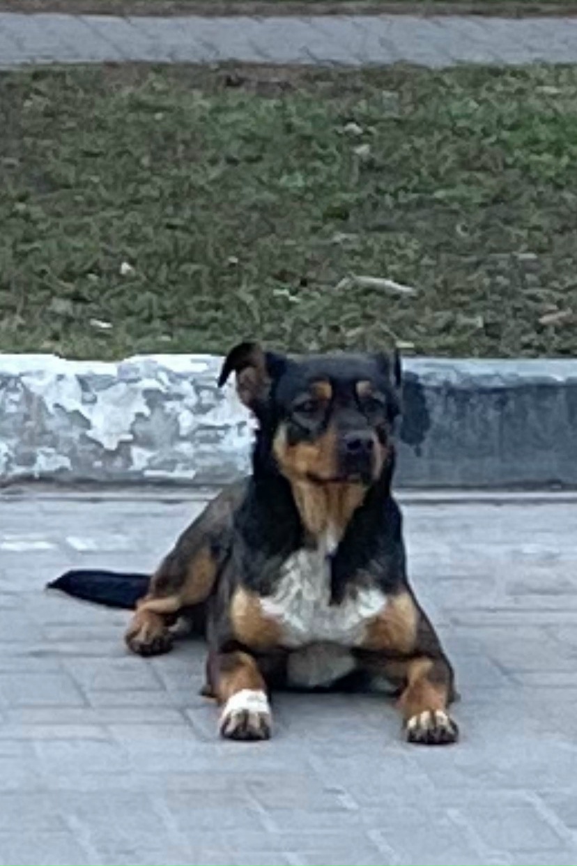 Пропала собака в Белгороде — фото объявления