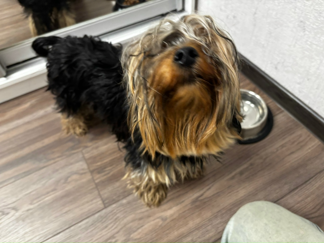 Найдена собака в Белгороде — фото объявления