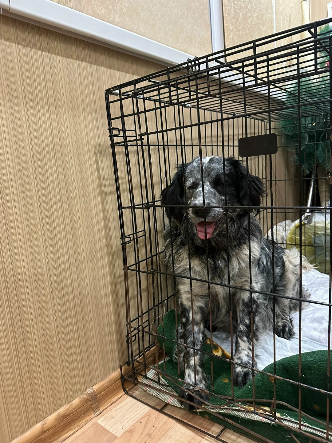 Найдена собака в Белгороде — фото объявления