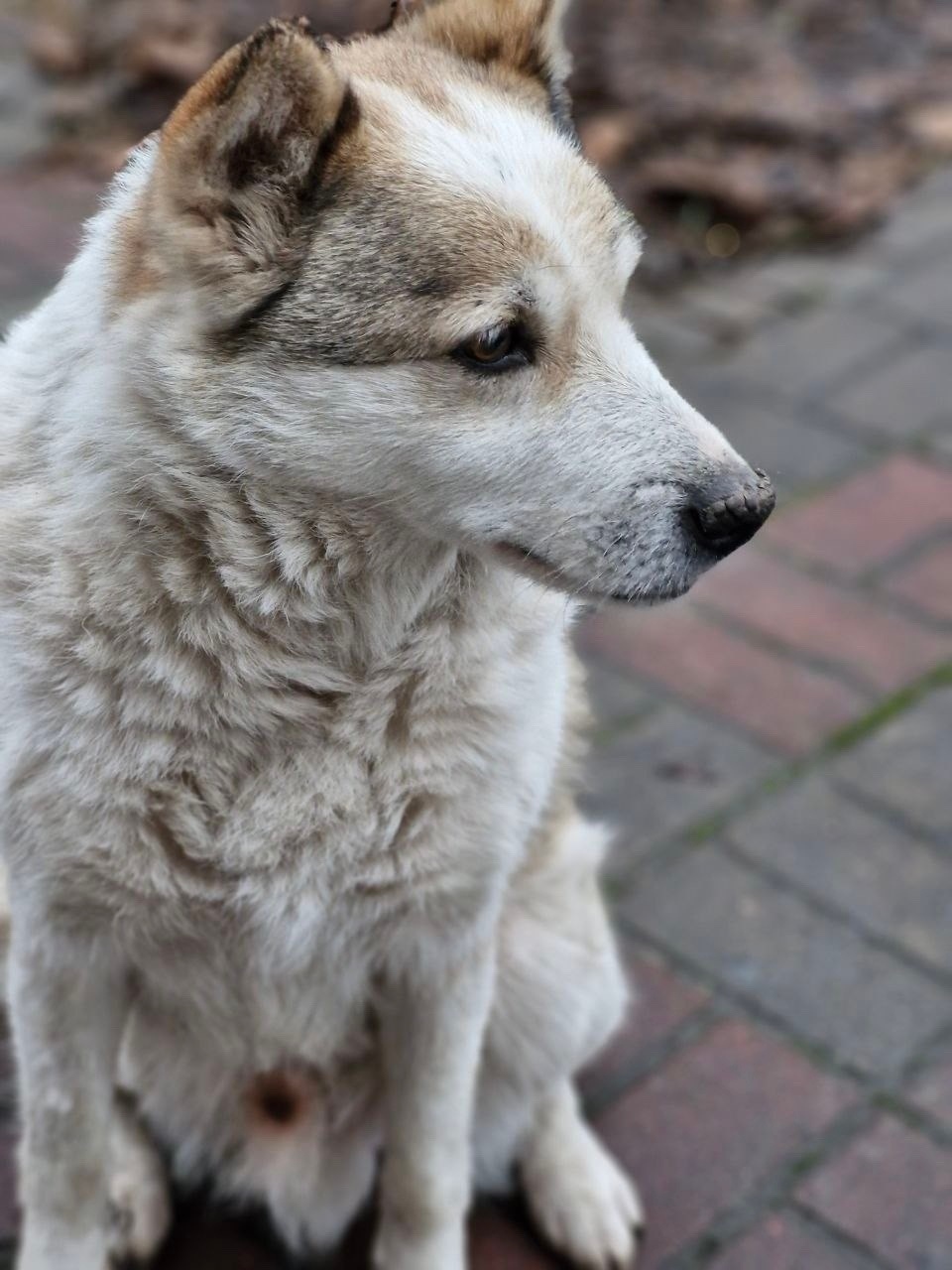 Пропала собака в Белгороде — фото объявления